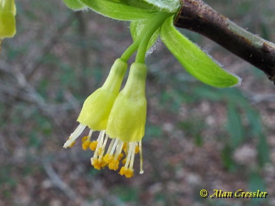 {Dirca palustris}